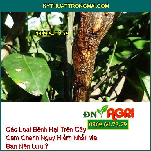 Các Loại Bệnh Hại Trên Cây Cam Chanh Nguy Hiểm Nhất Mà Bạn Nên Lưu Ý