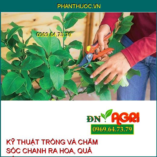 KỸ THUẬT TRỒNG VÀ CHĂM SÓC CHANH RA HOA, QUẢ TỐI ƯU