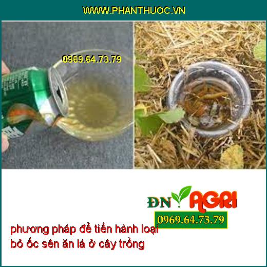 6 phương pháp để tiến hành loại bỏ ốc sên ăn lá ở cây trồng trong sân vườn nhà