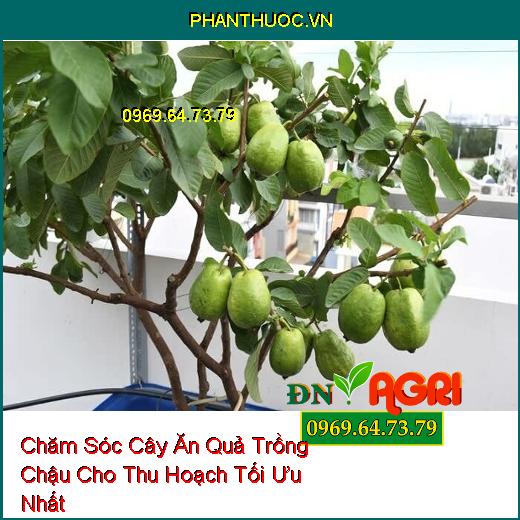 10 Thủ Thuật Chăm Sóc Cây Ăn Quả Trồng Chậu Cho Thu Hoạch Tối Ưu Nhất