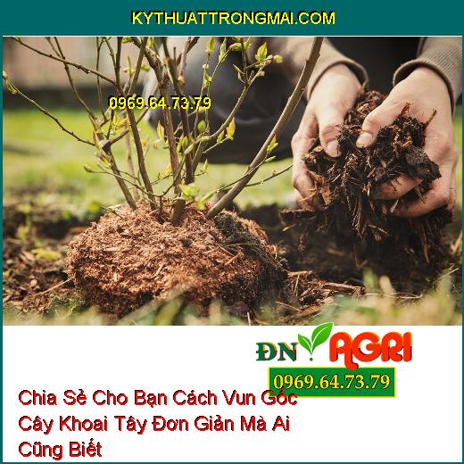 Chia Sẻ Cho Bạn Cách Vun Gốc Cây Khoai Tây Đơn Giản Mà Ai Cũng Biết