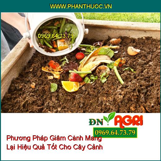 Phương Pháp Giâm Cành Mang Lại Hiệu Quả Tốt Cho Cây Cảnh 