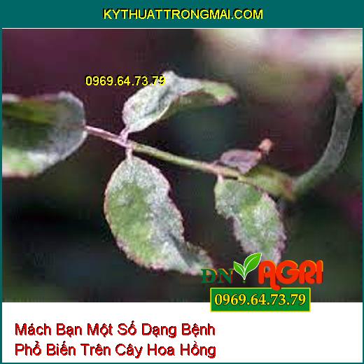 Mách Bạn Một Số Dạng Bệnh Phổ Biến Trên Cây Hoa Hồng