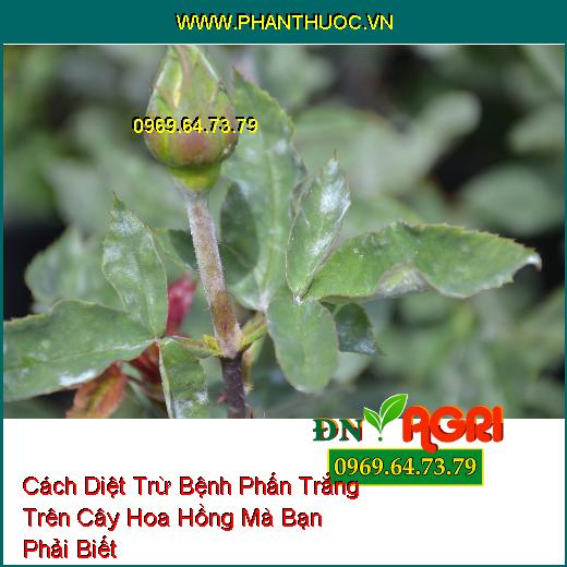 Cách Diệt Trừ Bệnh Phấn Trắng Trên Cây Hoa Hồng Mà Bạn Phải Biết