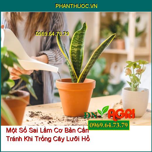 Một Số Sai Lầm Cơ Bản Cần Tránh Khi Trồng Cây Lưỡi Hổ Bạn Đã Biết?