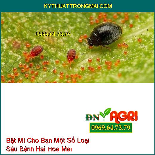 Bật Mí Cho Bạn Một Số Loại Sâu Bệnh Hại Hoa Mai