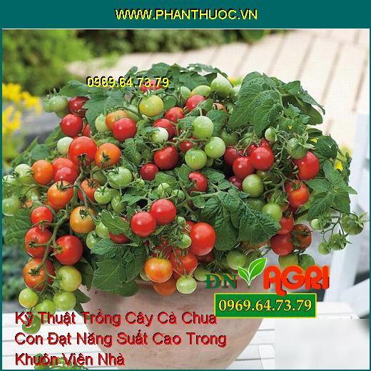 Kỹ Thuật Trồng Cây Cà Chua Con Đạt Năng Suất Cao Trong Khuôn Viên Nhà