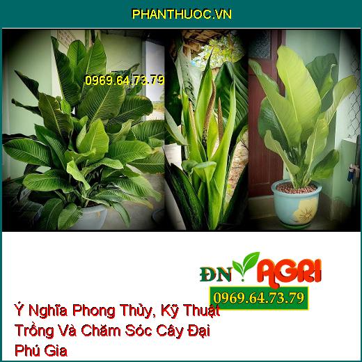 Ý Nghĩa Phong Thủy, Kỹ Thuật Trồng Và Chăm Sóc Cây Đại Phú Gia 