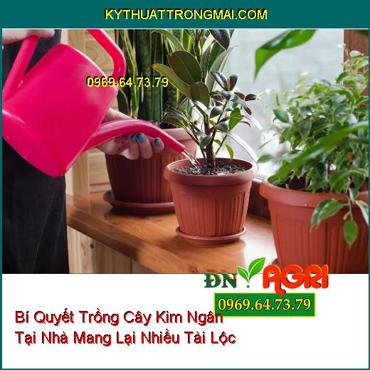 Bí Quyết Trồng Cây Kim Ngân (Pachira aquatica) Tại Nhà Mang Lại Nhiều Tài Lộc