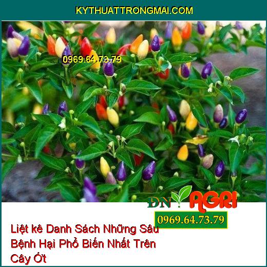 Liệt kê Danh Sách Những Sâu Bệnh Hại Phổ Biến Nhất Trên Cây Ớt