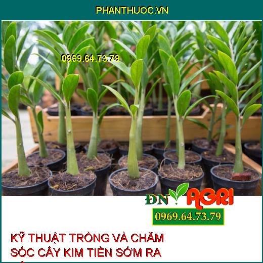 KỸ THUẬT TRỒNG VÀ CHĂM SÓC CÂY KIM TIỀN SỚM RA BÔNG