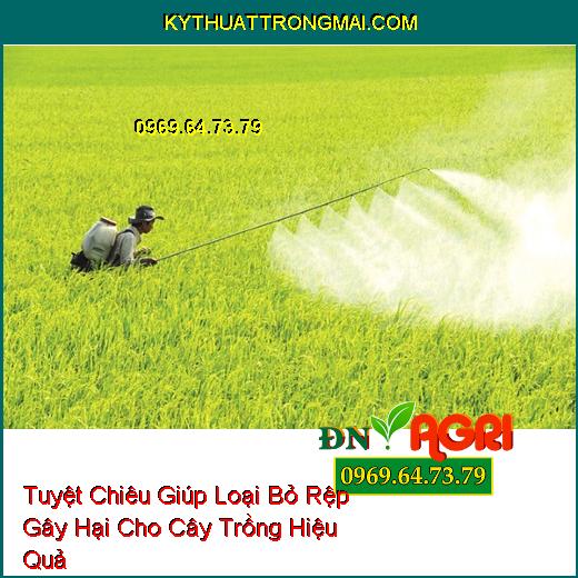 Tuyệt Chiêu Giúp Loại Bỏ Rệp Gây Hại Cho Cây Trồng Hiệu Quả