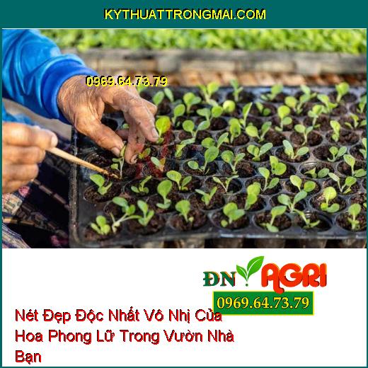 Nét Đẹp Độc Nhất Vô Nhị Của Hoa Phong Lữ Trong Vườn Nhà Bạn