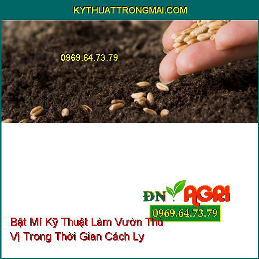 Bật Mí Kỹ Thuật Làm Vườn Thú Vị Trong Thời Gian Cách Ly