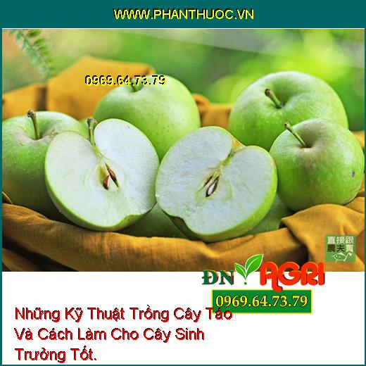 Những Kỹ Thuật Trồng Cây Táo Và Cách Làm Cho Cây Sinh Trưởng Tốt.