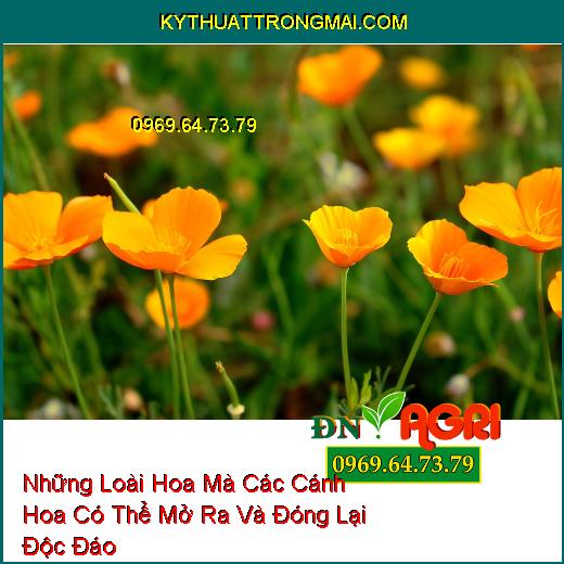 Những Loài Hoa Mà Các Cánh Hoa Có Thể Mở Ra Và Đóng Lại Độc Đáo