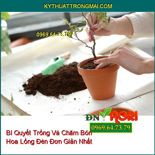 Bí Quyết Trồng Và Chăm Bón Hoa Lồng Đèn Đơn Giản Nhất