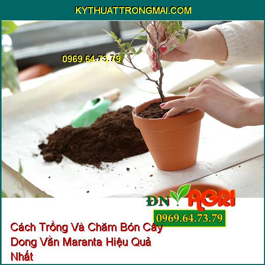 Cách Trồng Và Chăm Bón Cây Dong Vằn Maranta Hiệu Quả Nhất