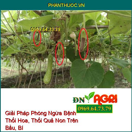 Giải Pháp Phòng Ngừa Bệnh Thối Hoa, Thối Quả Non Trên Bầu, Bí