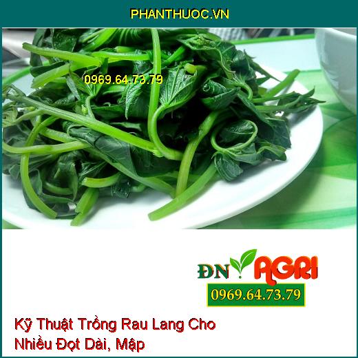 Kỹ Thuật Trồng Rau Lang Cho Nhiều Đọt Dài, Mập