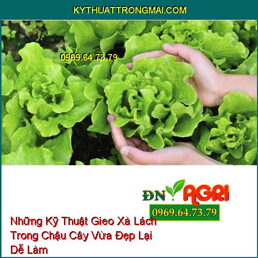 Những Kỹ Thuật Gieo Xà Lách Trong Chậu Cây Vừa Đẹp Lại Dễ Làm