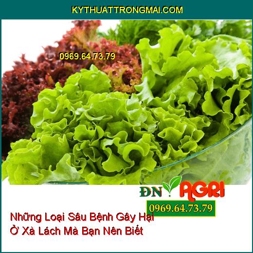 Những Loại Sâu Bệnh Gây Hại Ở Xà Lách Mà Bạn Nên Biết