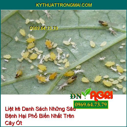 Liệt kê Danh Sách Những Sâu Bệnh Hại Phổ Biến Nhất Trên Cây Ớt