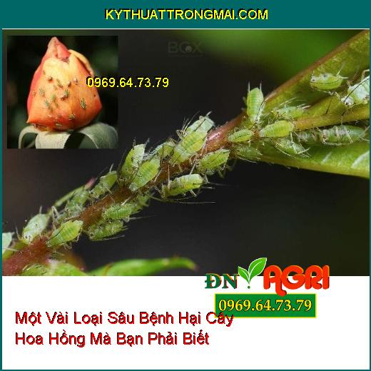 Một Vài Loại Sâu Bệnh Hại Cây Hoa Hồng Mà Bạn Phải Biết Để Phòng Ngừa