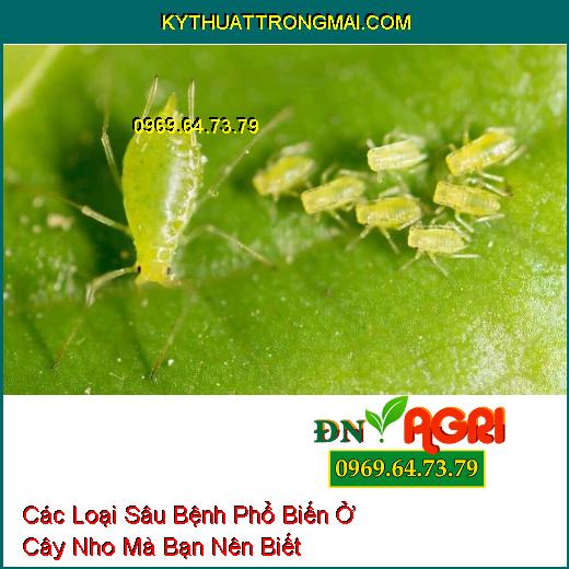 Các Loại Sâu Bệnh Phổ Biến Ở Cây Nho Mà Bạn Nên Biết