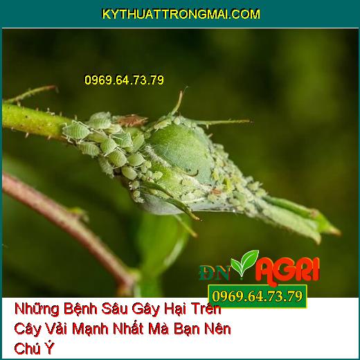 Những Bệnh Sâu Gây Hại Trên Cây Vải Mạnh Nhất Mà Bạn Nên Chú Ý