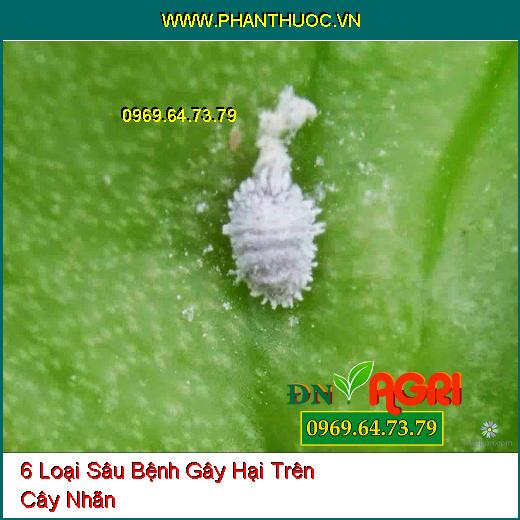 6 Loại Sâu Bệnh Gây Hại Trên Cây Nhãn