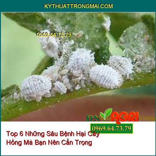 Top 6 Những Sâu Bệnh Hại Cây Hồng Mà Bạn Nên Cẩn Trọng