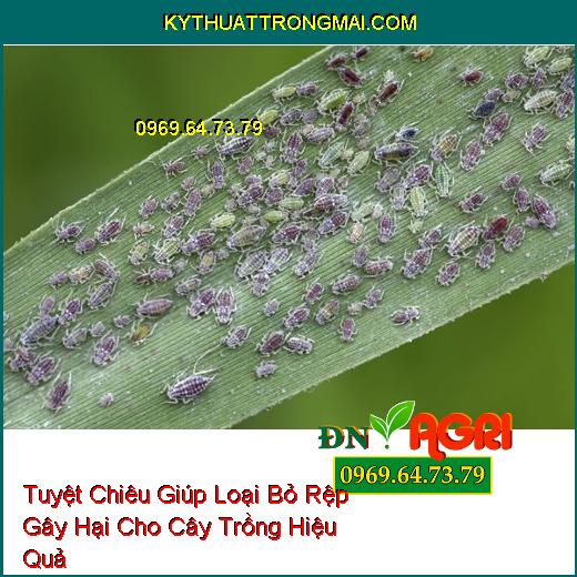 Tuyệt Chiêu Giúp Loại Bỏ Rệp Gây Hại Cho Cây Trồng Hiệu Quả