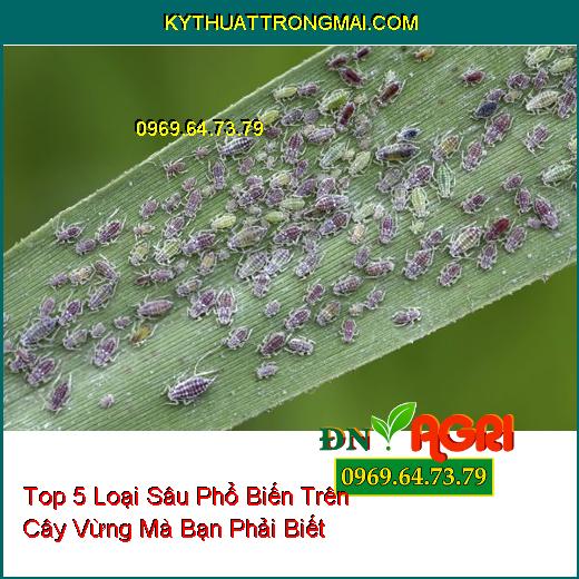 Top 5 Loại Sâu Phổ Biến Trên Cây Vừng Mà Bạn Phải Biết