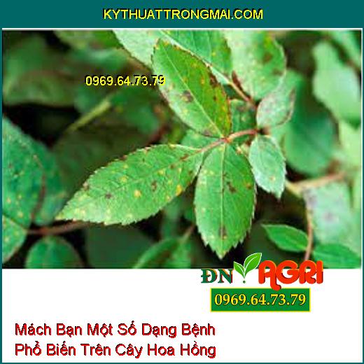 Mách Bạn Một Số Dạng Bệnh Phổ Biến Trên Cây Hoa Hồng