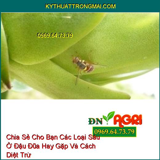 Chia Sẻ Cho Bạn Các Loại Sâu Ở Đậu Đũa Hay Gặp Và Cách Diệt Trừ