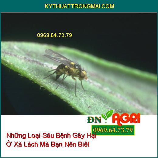 Những Loại Sâu Bệnh Gây Hại Ở Xà Lách Mà Bạn Nên Biết