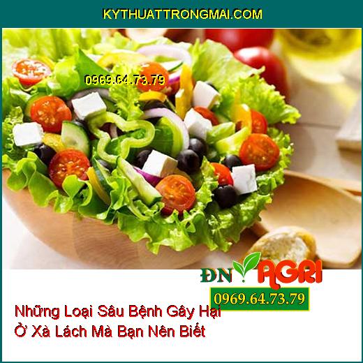 Những Loại Sâu Bệnh Gây Hại Ở Xà Lách Mà Bạn Nên Biết