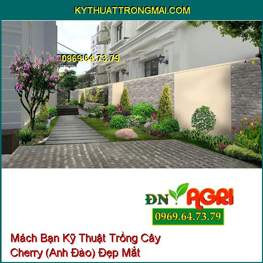 Mách Bạn Kỹ Thuật Trồng Cây Cherry (Anh Đào) Đẹp Mắt