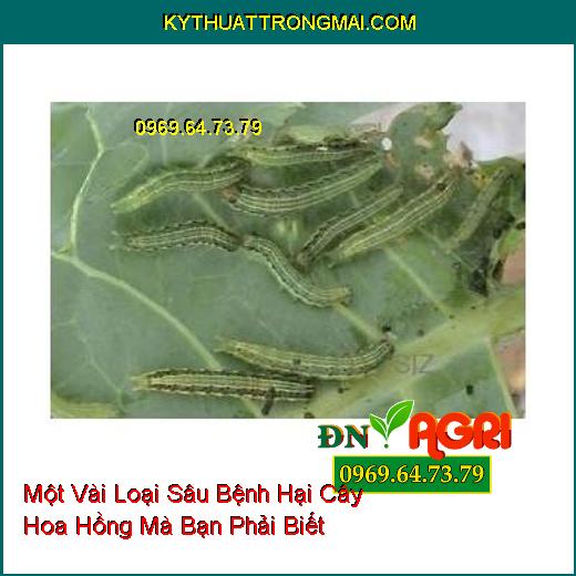 Một Vài Loại Sâu Bệnh Hại Cây Hoa Hồng Mà Bạn Phải Biết Để Phòng Ngừa