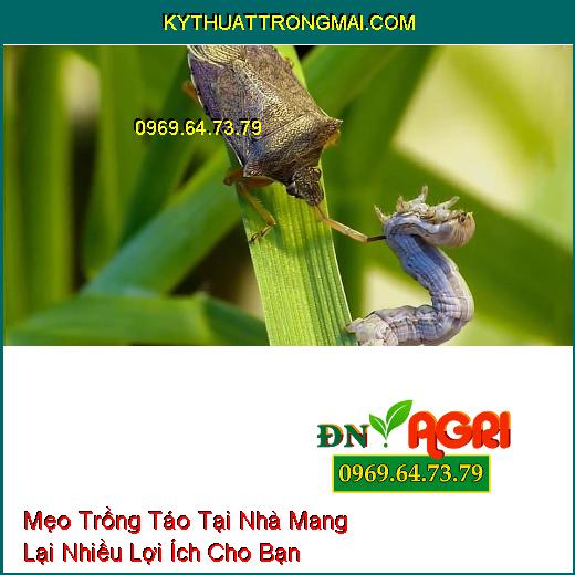 Mẹo Trồng Táo Tại Nhà Mang Lại Nhiều Lợi Ích Cho Bạn