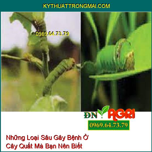 Những Loại Sâu Gây Bệnh Ở Cây Quất Mà Bạn Nên Biết