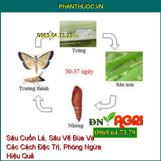 Sâu Cuốn Lá, Sâu Vẽ Bùa Và Các Cách Đặc Trị, Phòng Ngừa Hiệu Quả