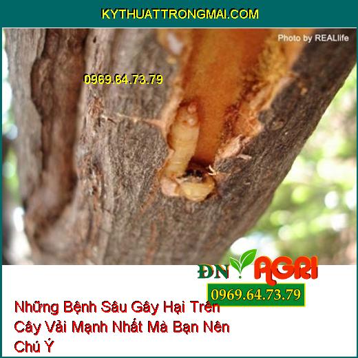 Những Bệnh Sâu Gây Hại Trên Cây Vải Mạnh Nhất Mà Bạn Nên Chú Ý