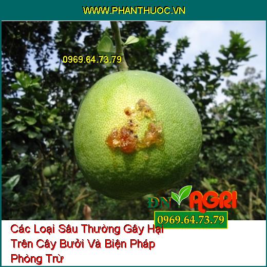 Các Loại Sâu Thường Gây Hại Trên Cây Bưởi Và Biện Pháp Phòng Trừ