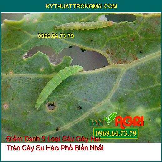 Điểm Danh 5 Loại Sâu Gây Hại Trên Cây Su Hào Phổ Biến Nhất