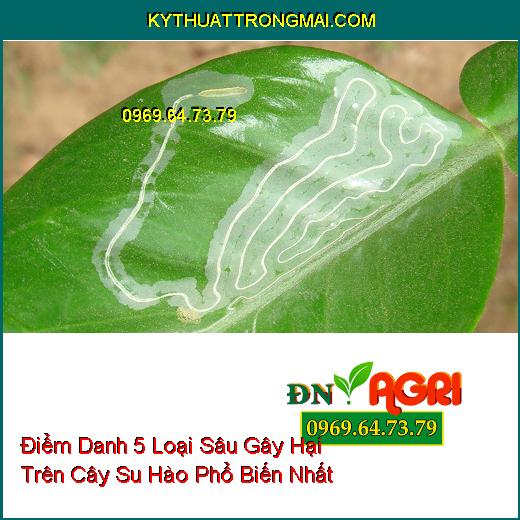 Điểm Danh 5 Loại Sâu Gây Hại Trên Cây Su Hào Phổ Biến Nhất