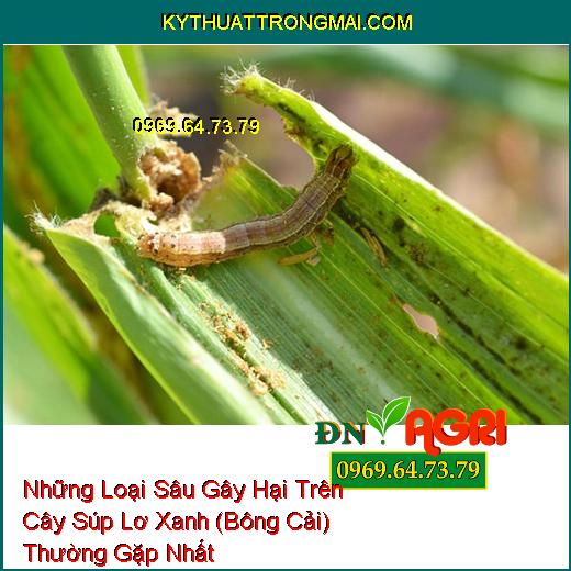 Những Loại Sâu Gây Hại Trên Cây Súp Lơ Xanh (Bông Cải) Thường Gặp Nhất