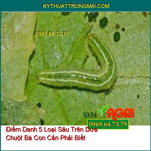 Điểm Danh 5 Loại Sâu Trên Dưa Chuột Bà Con Cần Phải Biết 