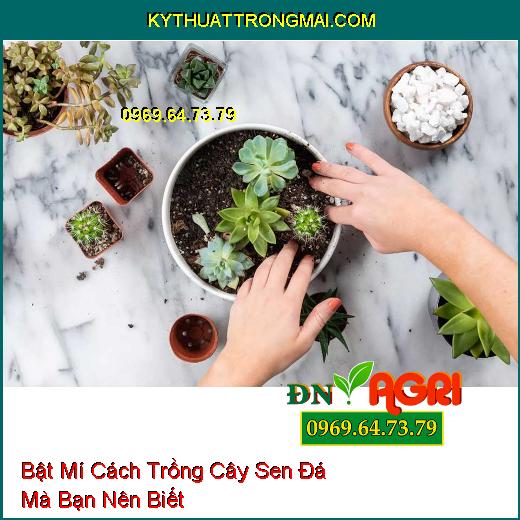 Bật Mí Cách Trồng Cây Sen Đá Mà Bạn Nên Biết